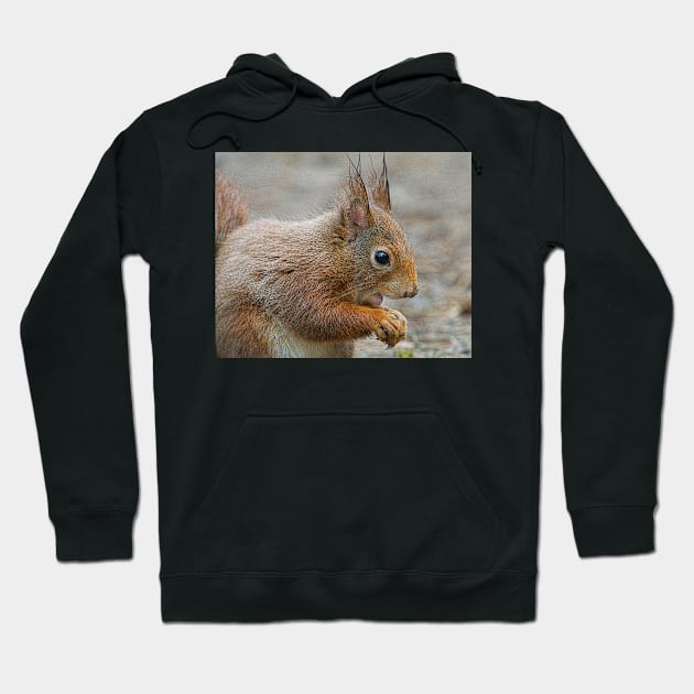 Red squirrel, Formby, England Hoodie by millroadgirl